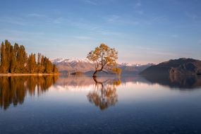 孤独的树在湖仍然位于新西兰南岛,这张照片拍摄在湖岸边早晨日出