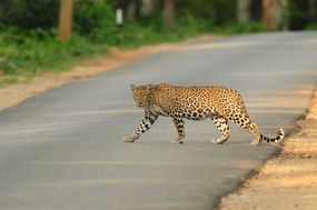 印度猎豹横穿马路