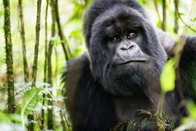 一个担心的山大猩猩穿过乌干达的森林“width=
