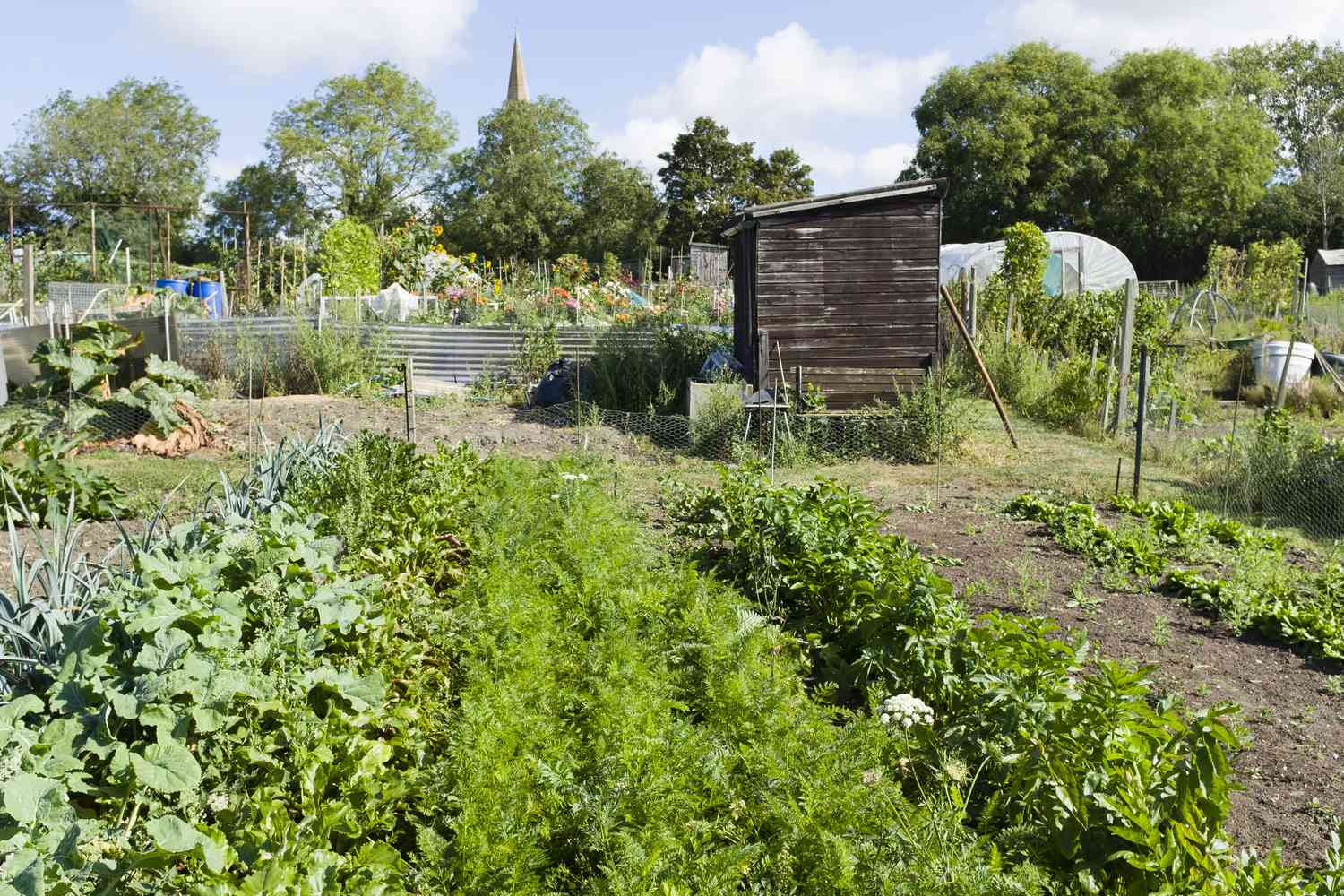 在社区花园中种植蔬菜。