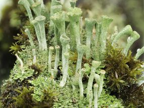 杯地衣(Cladonia pyxidata)越来越像一个岛在腐烂的树桩,德国北莱茵-威斯特法伦州