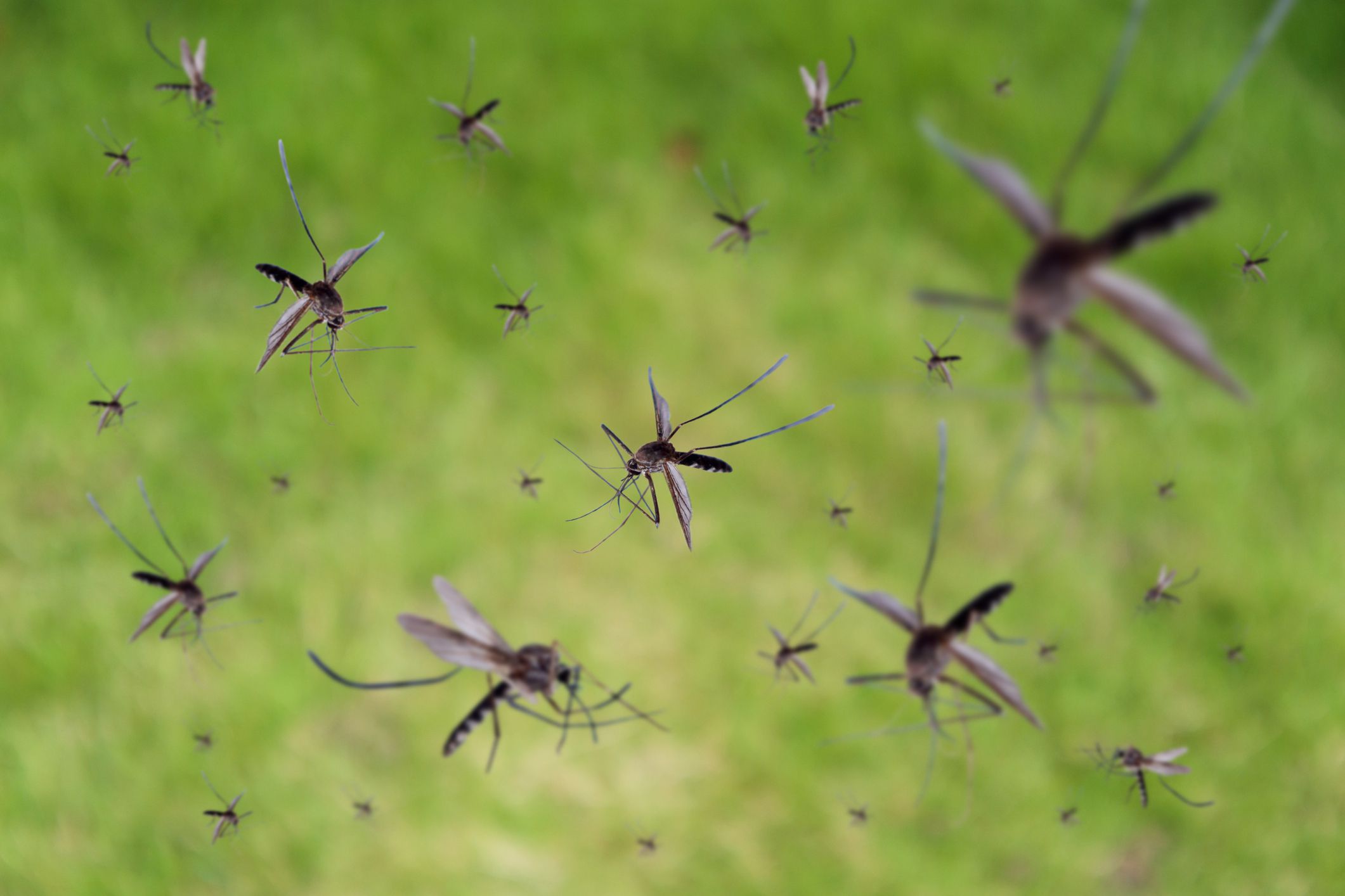 许多蚊子飞过草地＂width=