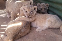 在南非的一个农场捕获的小狮子