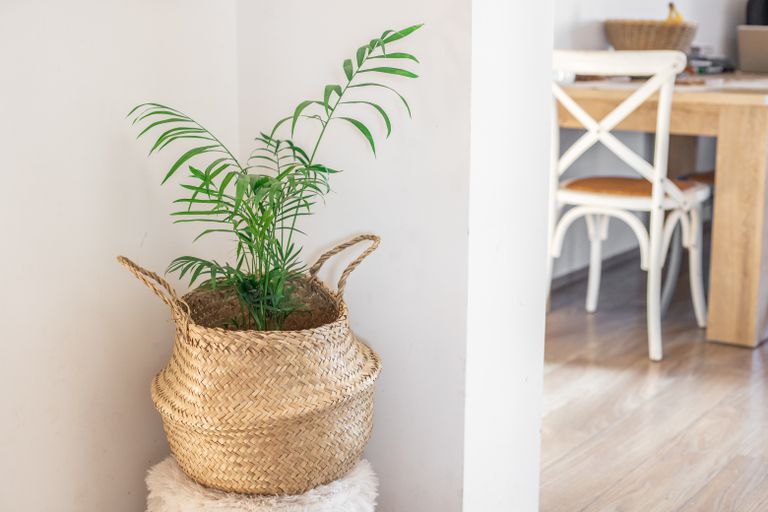 热带客厅棕榈室内室内植物，在厨房外面的草筐里＂class=