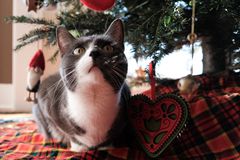 灰猫和白猫在圣诞树底部玩装饰品