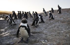 博尔德海滩企鹅在南非的游客画游客