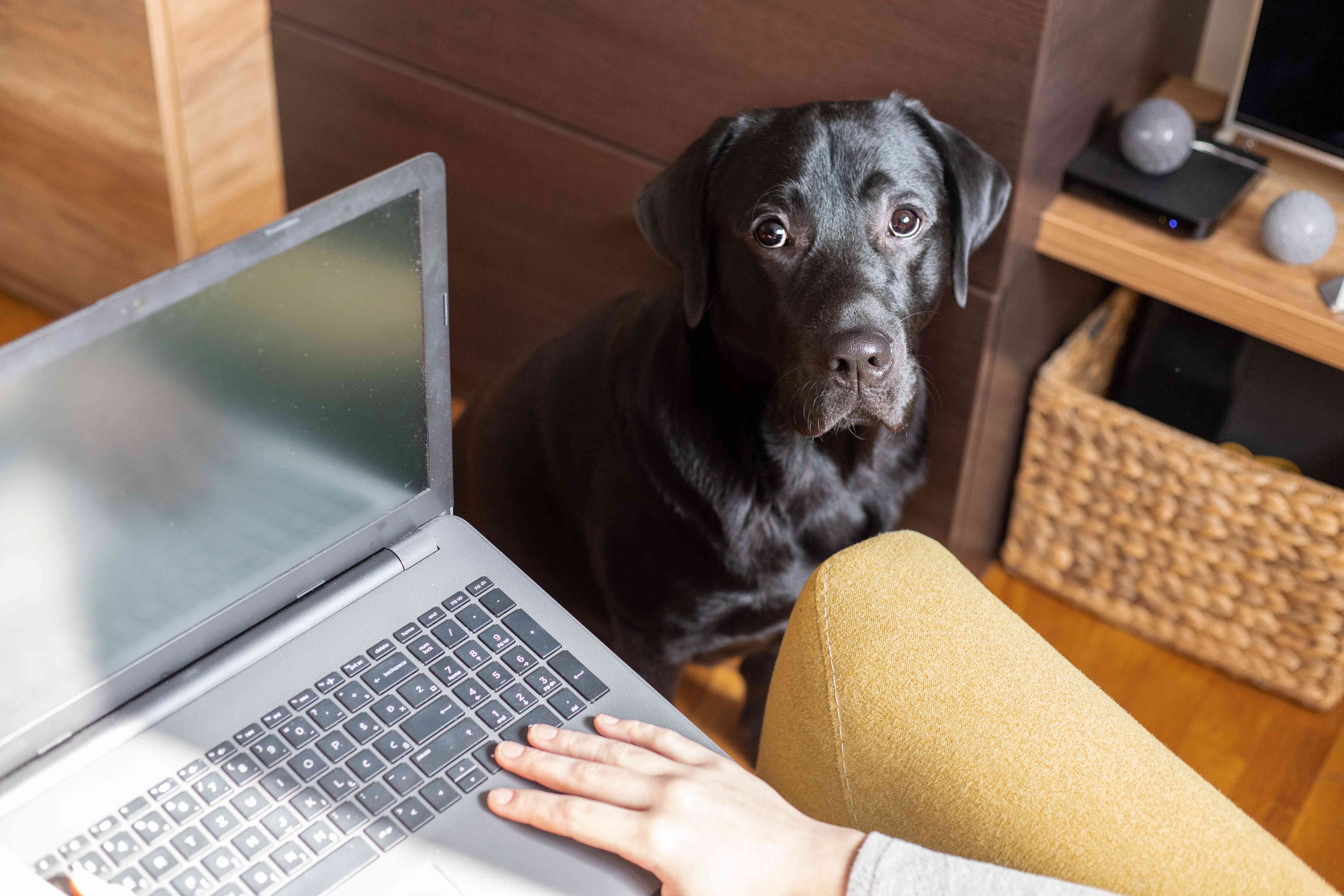 当人坐在椅子上玩笔记本电脑时，狗狗专注地盯着镜头