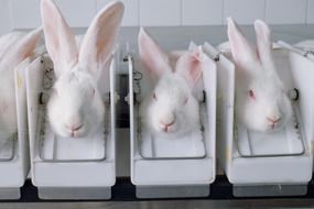 兔子美容测试
