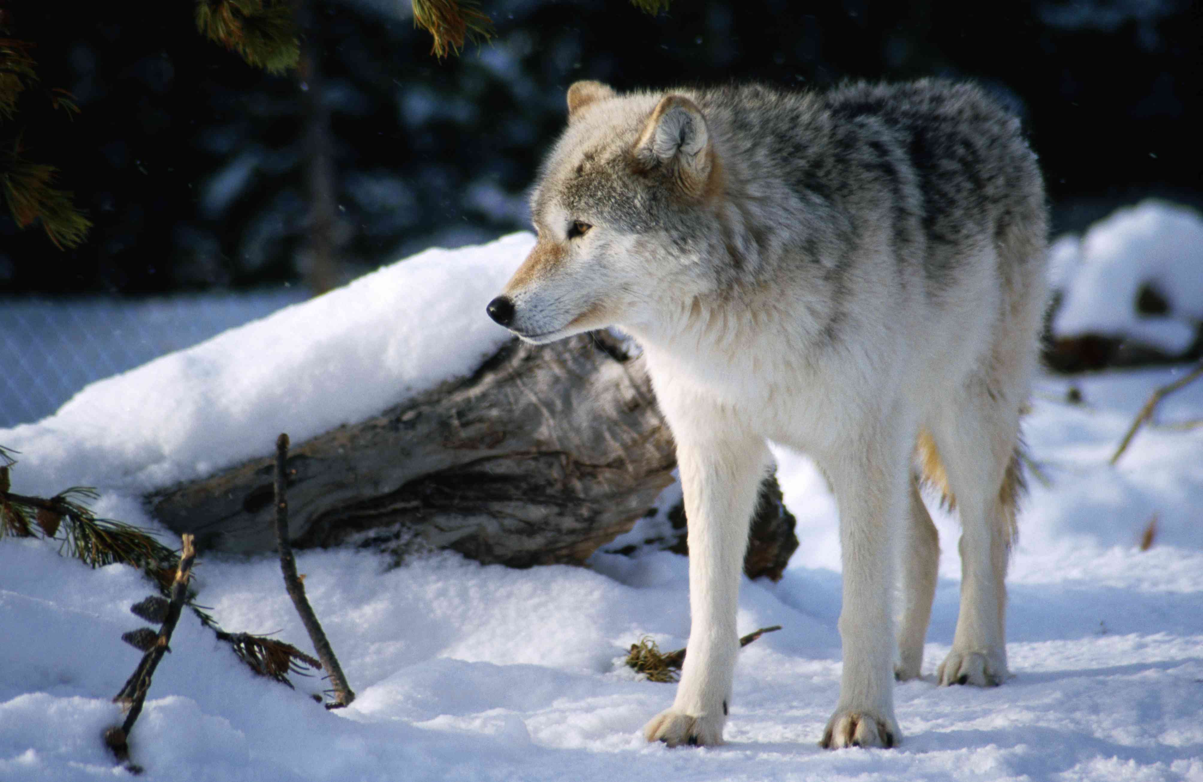 冬天雪中的灰狼(Canus lupus)。＂width=