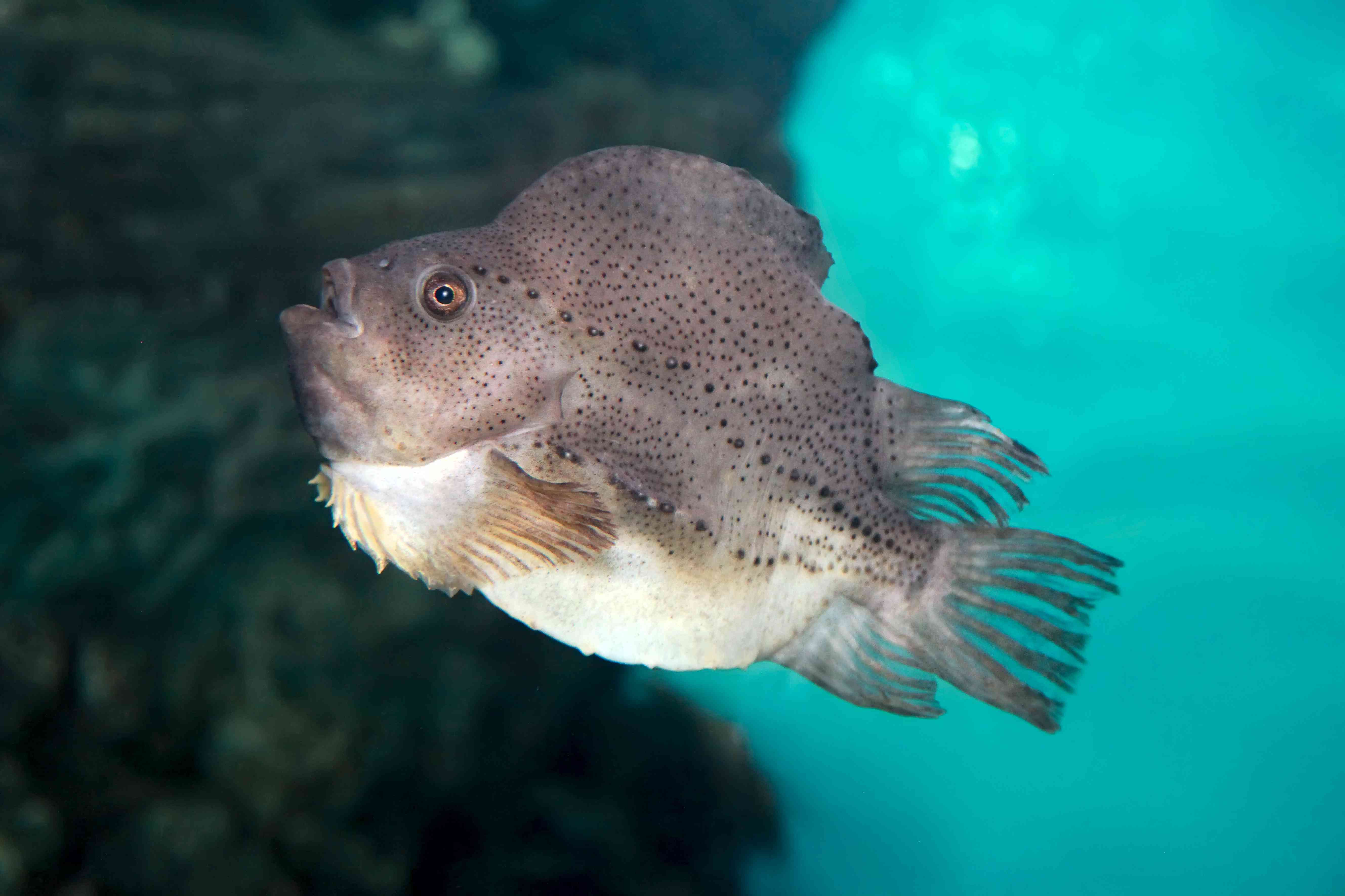 Cyclopterus lumpus,圆鳍鱼始终或圆鳍鱼科