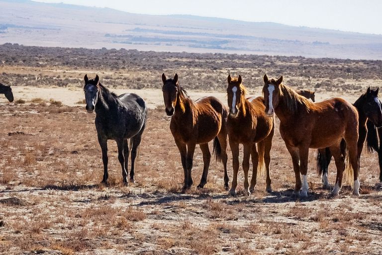 美国犹他州的Onaqui野马牛群的马。“class=