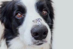 弄了一只博德牧羊犬,叫狗一枚钻石戒指它鼻子上平衡。