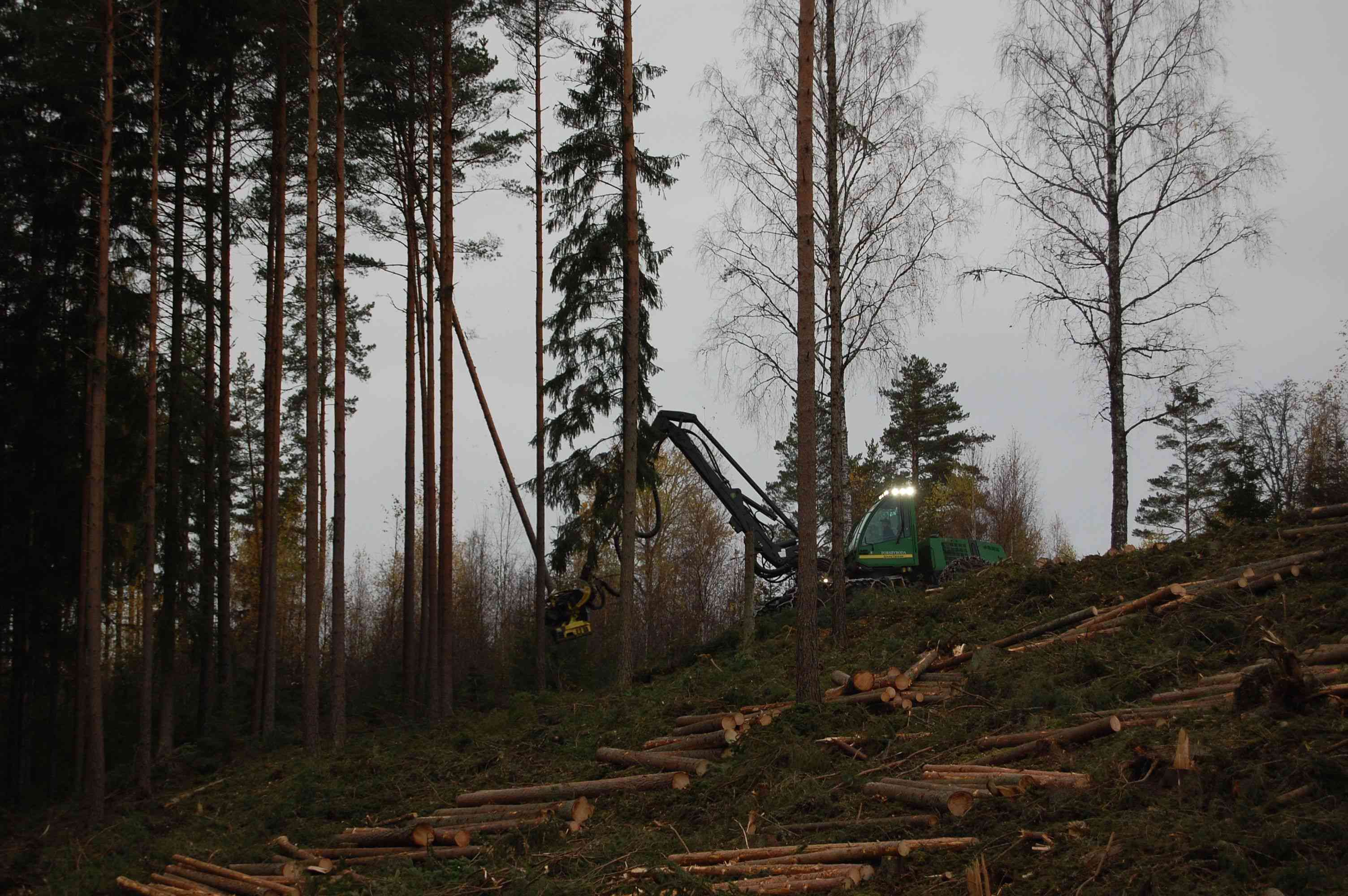 瑞典正在实行可持续林业