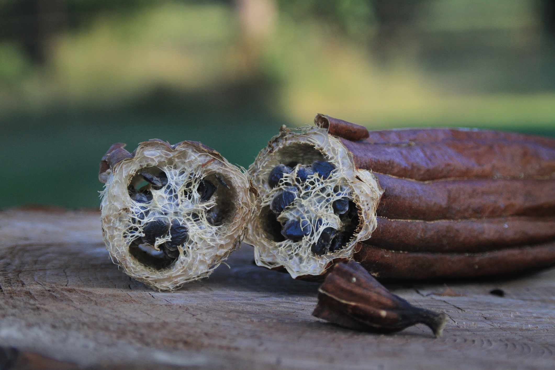 Luffa，Loofa或Loofah Gourd搭配种子“width=