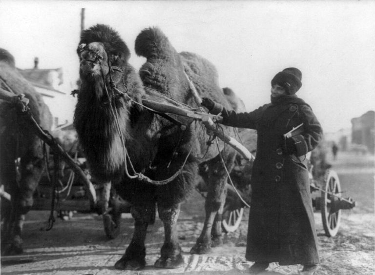 哈丽特·查默斯·亚当斯和一只骆驼