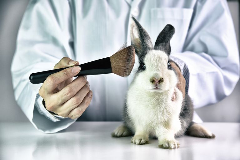 在兔子动物，科学家或药剂师的化妆用品测试在实验室，残忍的自由和停止动物滥用概念的动物研究化学成分测试。