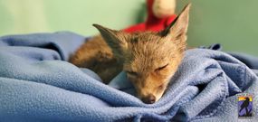 狐狸营救后睡觉