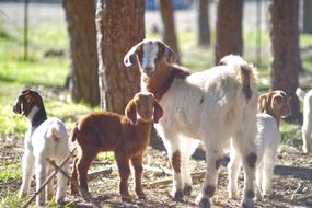 妈妈山羊和三只婴儿山羊转弯，然后在户外环境中回头看相机