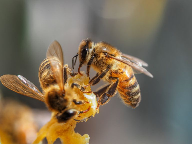 关闭蜂蜜蜂在澳大利亚＂class=