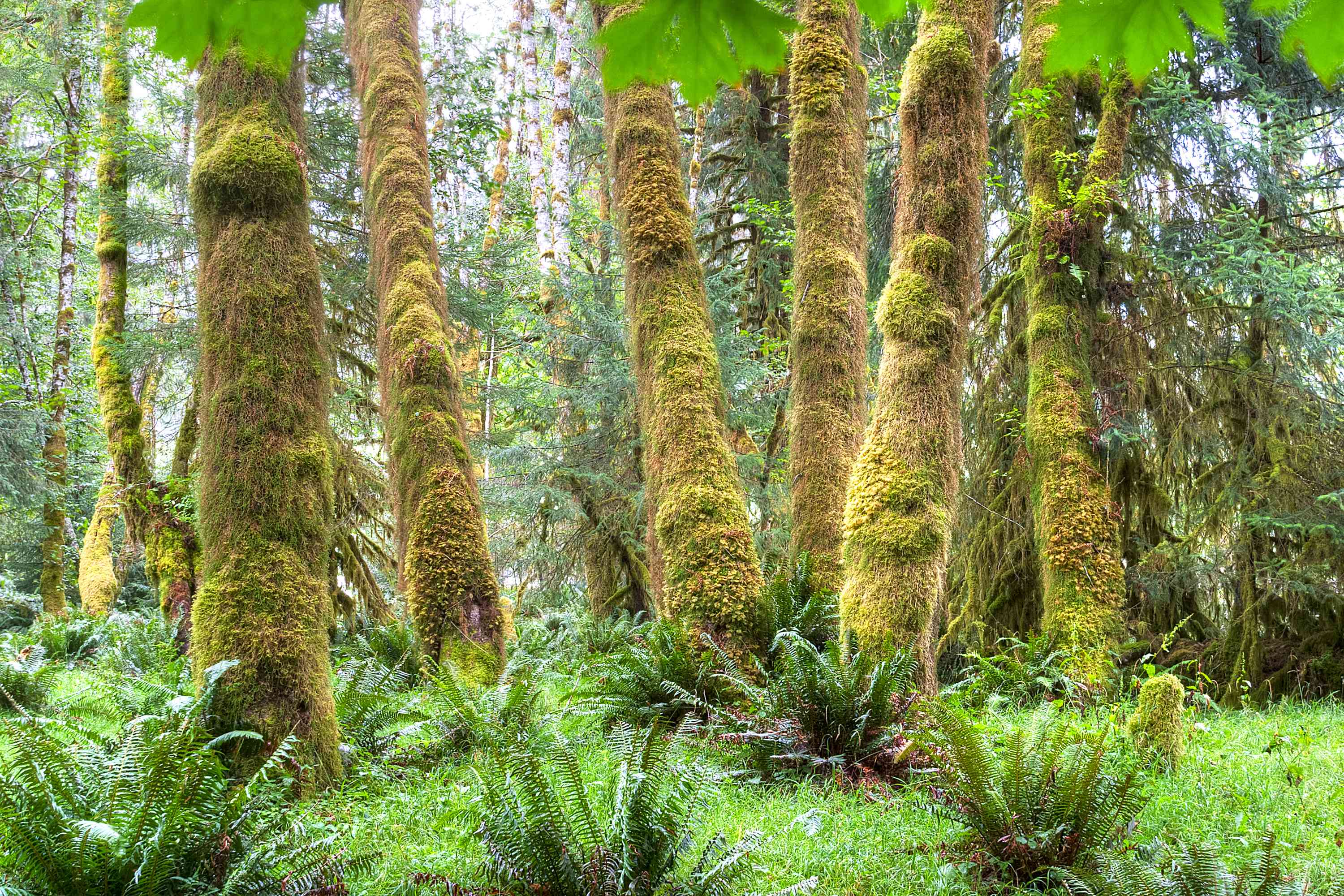 茂密的森林景观，蕨类植物和树干上长满苔藓的树木
