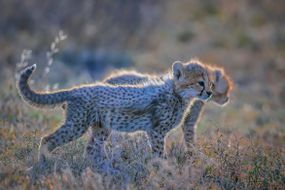背光猎豹幼崽在恩杜图保护区，坦桑尼亚，东非＂width=