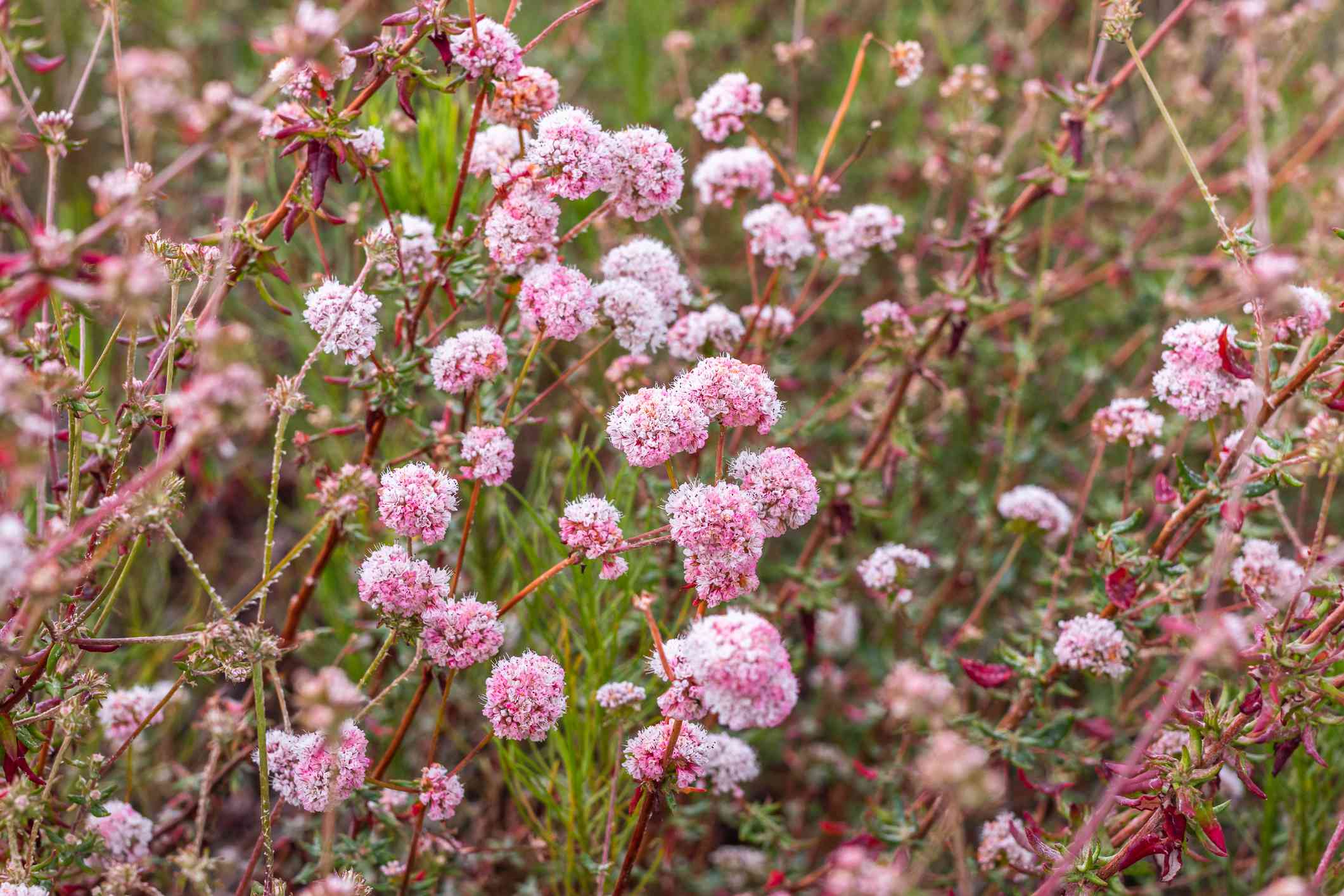 Eriogonum Grande Var。Rubescens