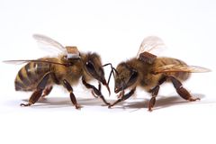 蜜蜂的背上粘了一个微芯片。