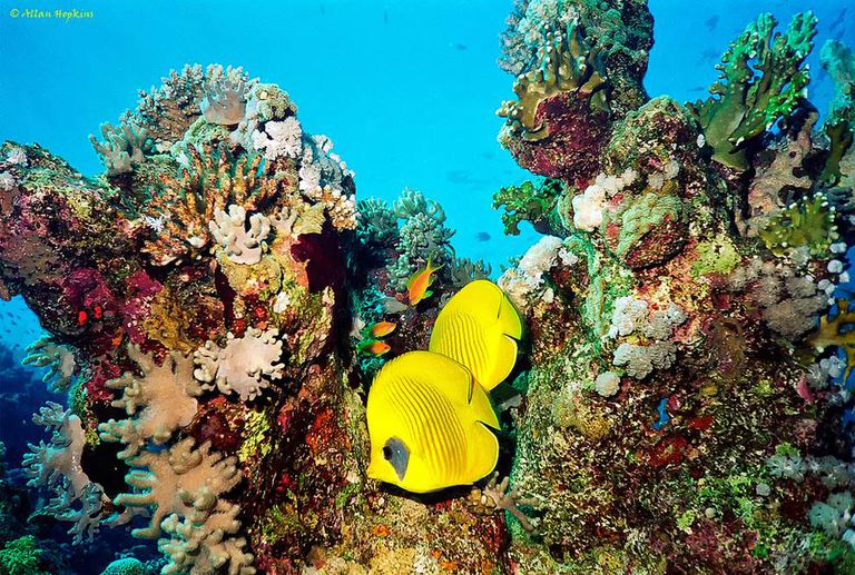 珊瑚和海洋生物水下