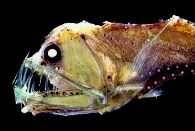 棕色和奶油色的鱼，突出的圆眼睛似乎发光，大嘴巴有许多长长的、半透明的尖牙