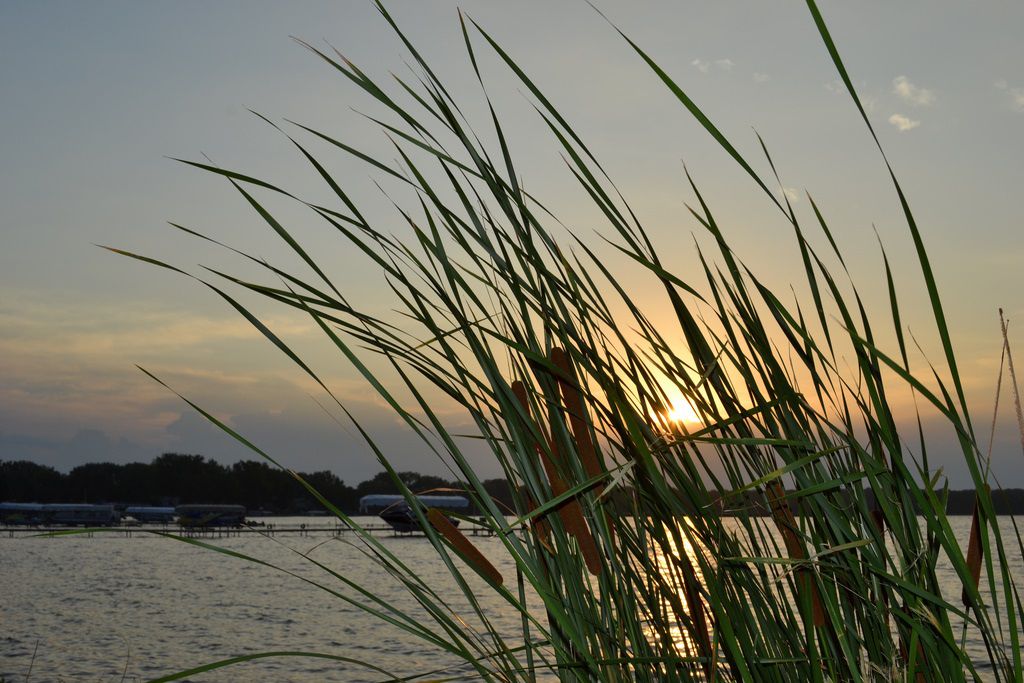 清澈的湖，爱荷华州在日落与绿色植物的前景