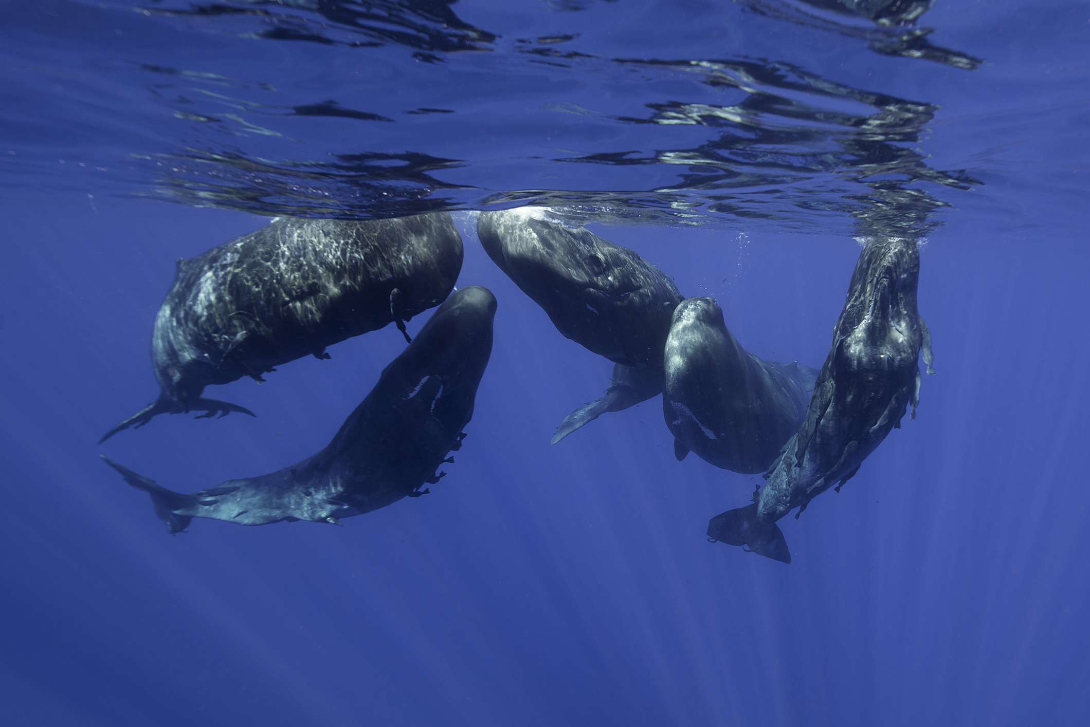 一群抹香鲸在水面附近群居＂width=