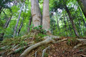 两棵成熟的树一起生长在森林里，浓密的树根暴露在外＂width=