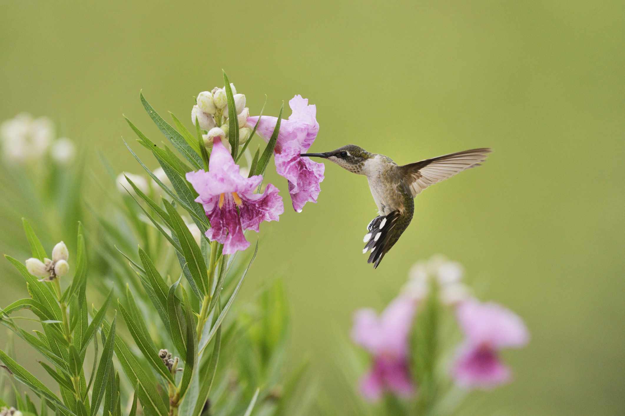 沙漠柳(Chilopsis linearis)