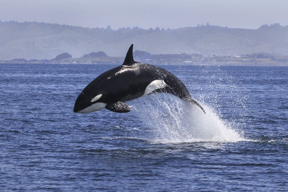 一只野生虎鲸跃出海洋。