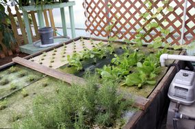 在水培系统中种植的幼苗、绿色植物、草本植物＂width=