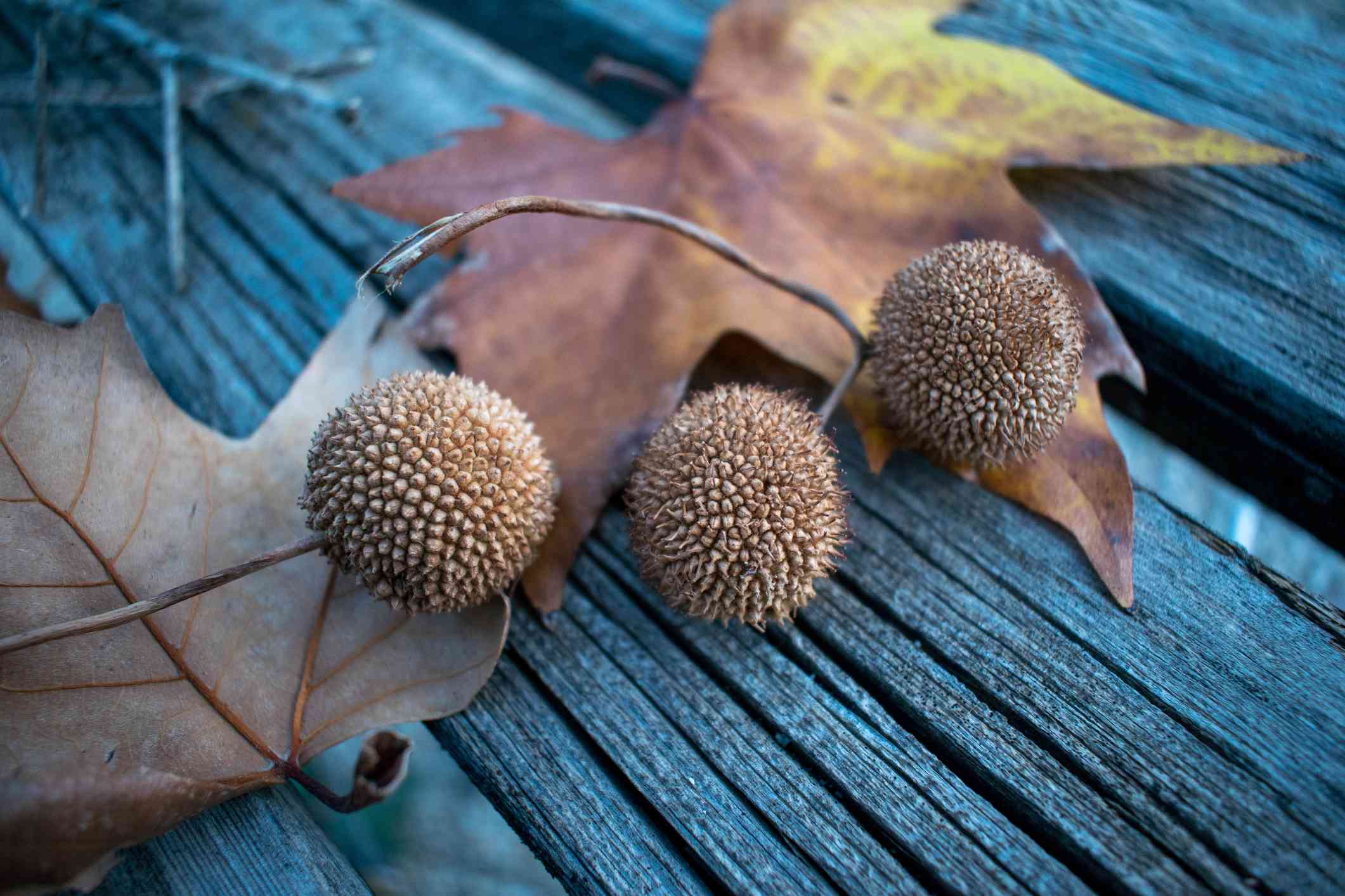 美国梧桐球在木桌上对着树叶。