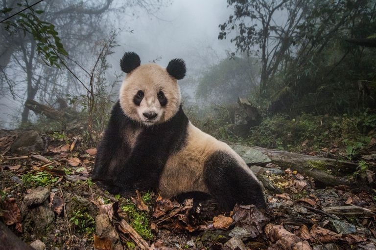 熊猫在雾中