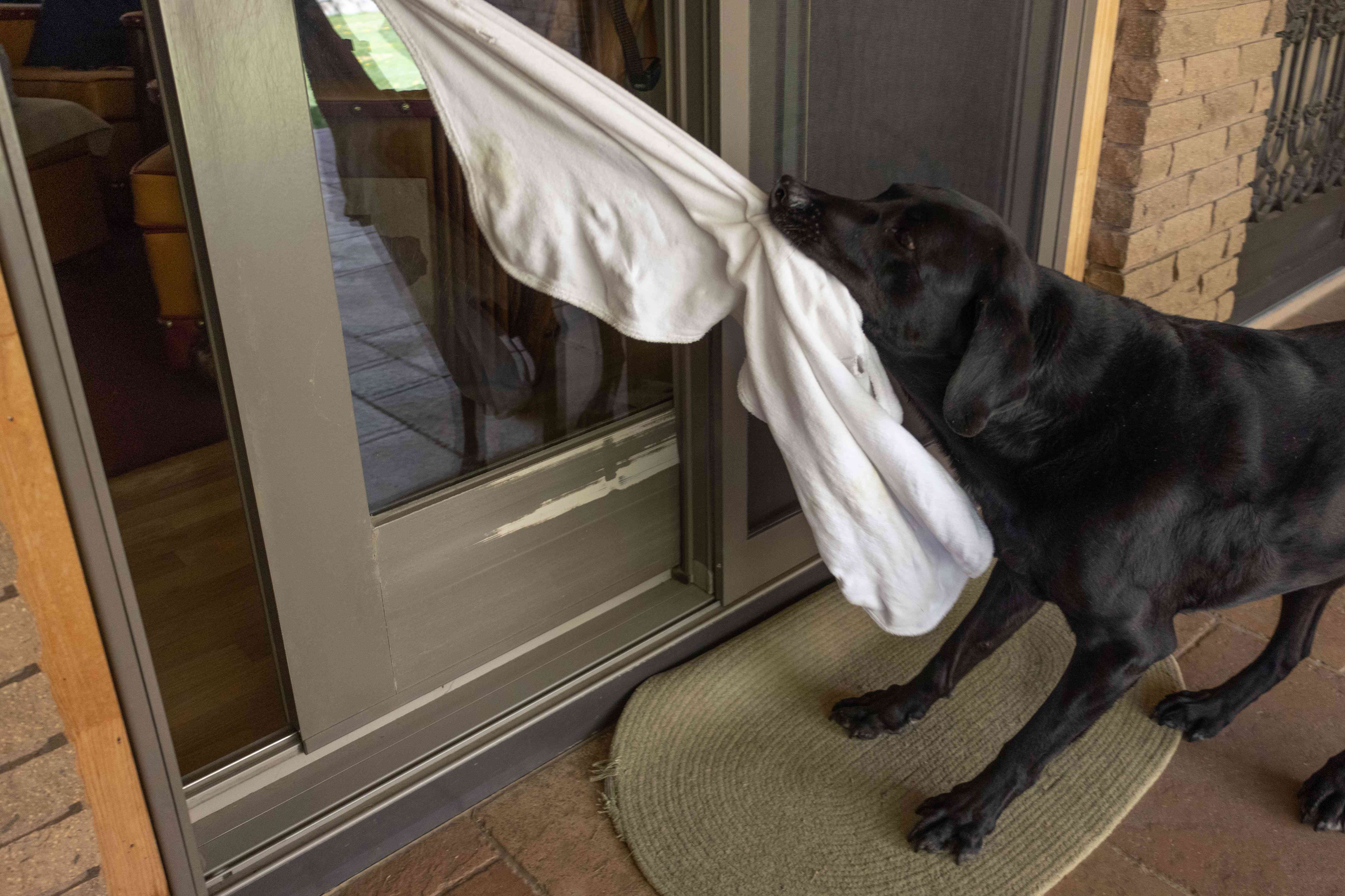黑狗使用白毛巾到