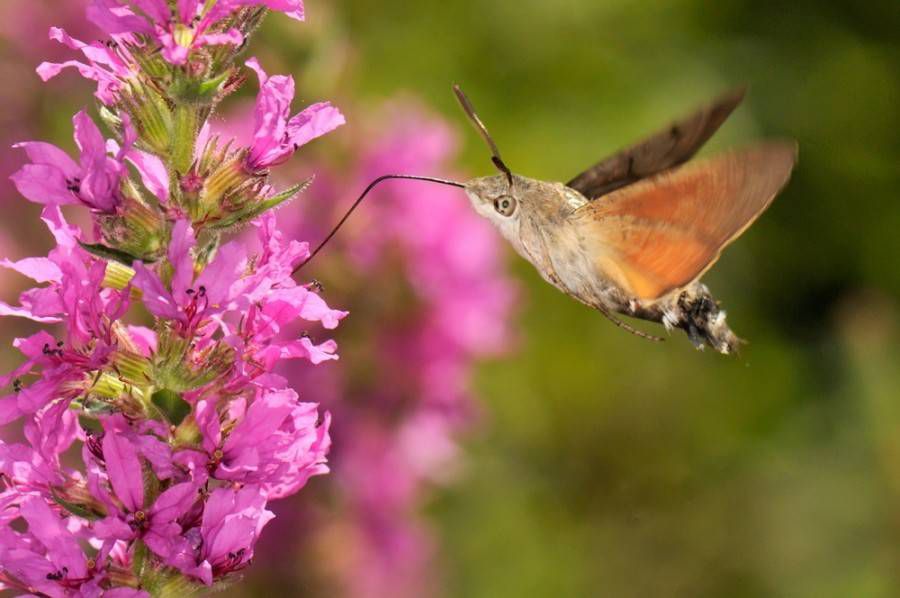 盘旋的蜂鸟鹰蛾，橙色的翅膀从粉红色的花朵中进食＂width=