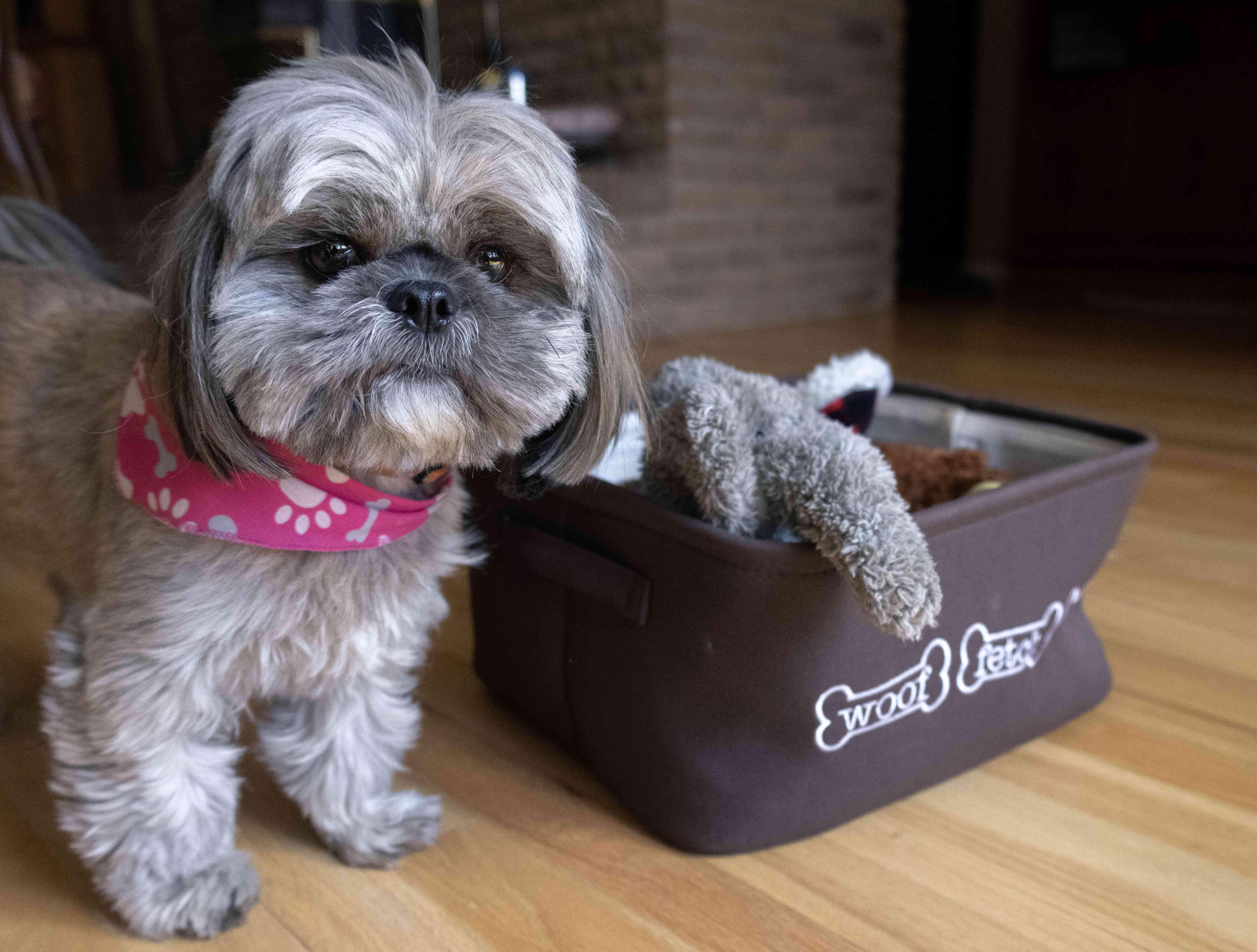 灰色和白色Shih Tzu-mix小狗站在狗玩具的布料桶旁边