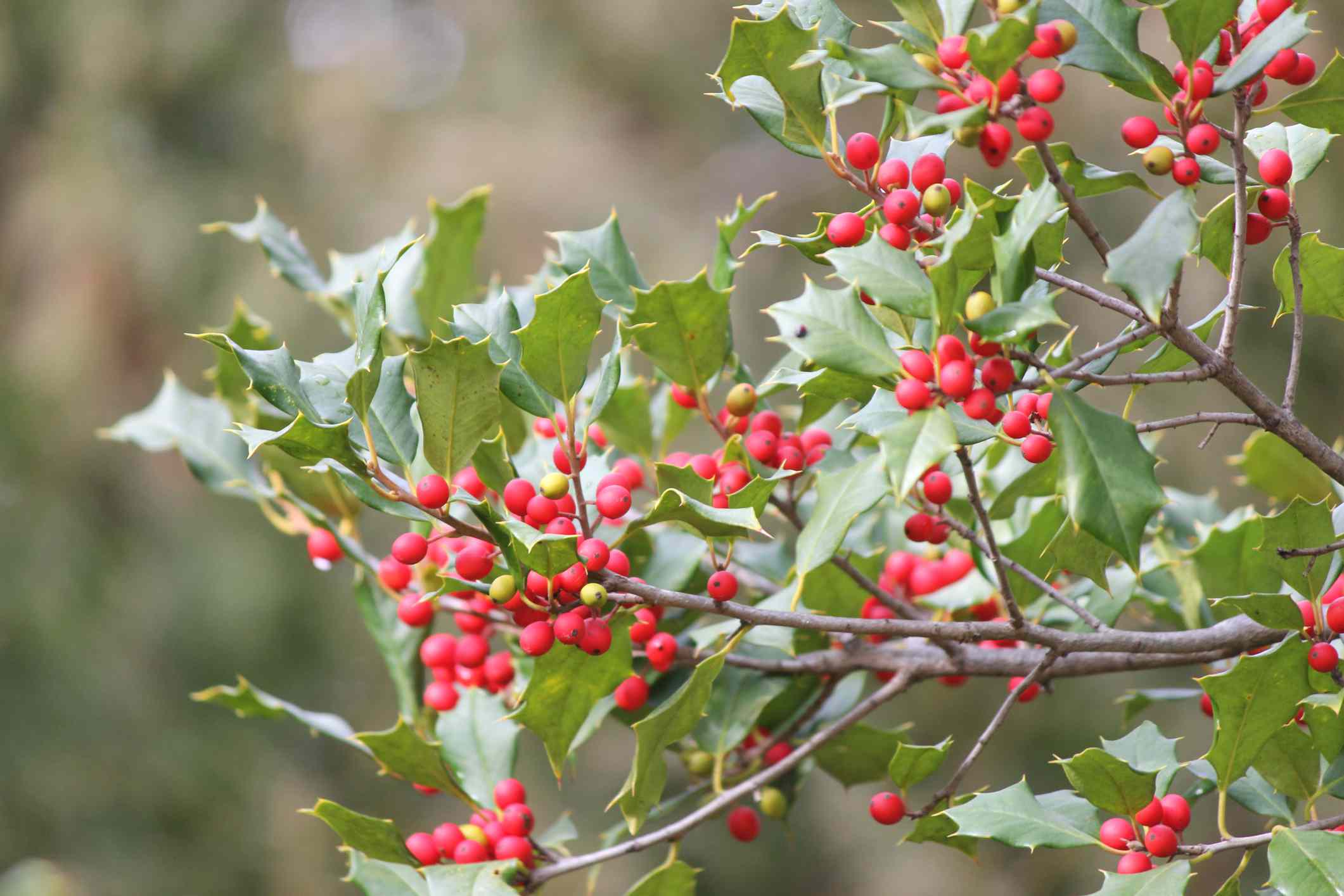 美国冬青（Ilex Opaca）