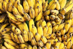 栽培的大香蕉枝成熟