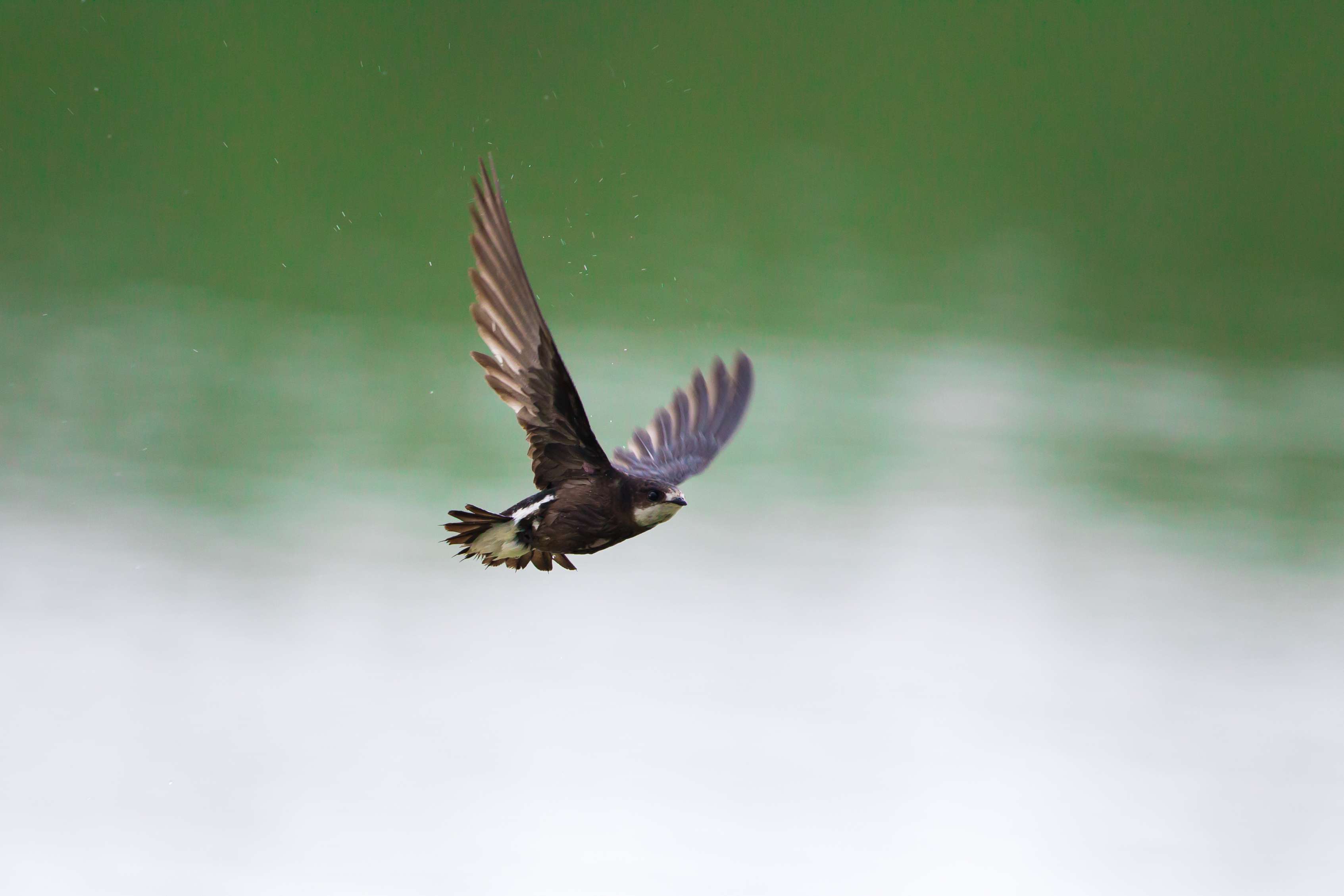 White-throated needletail＂width=