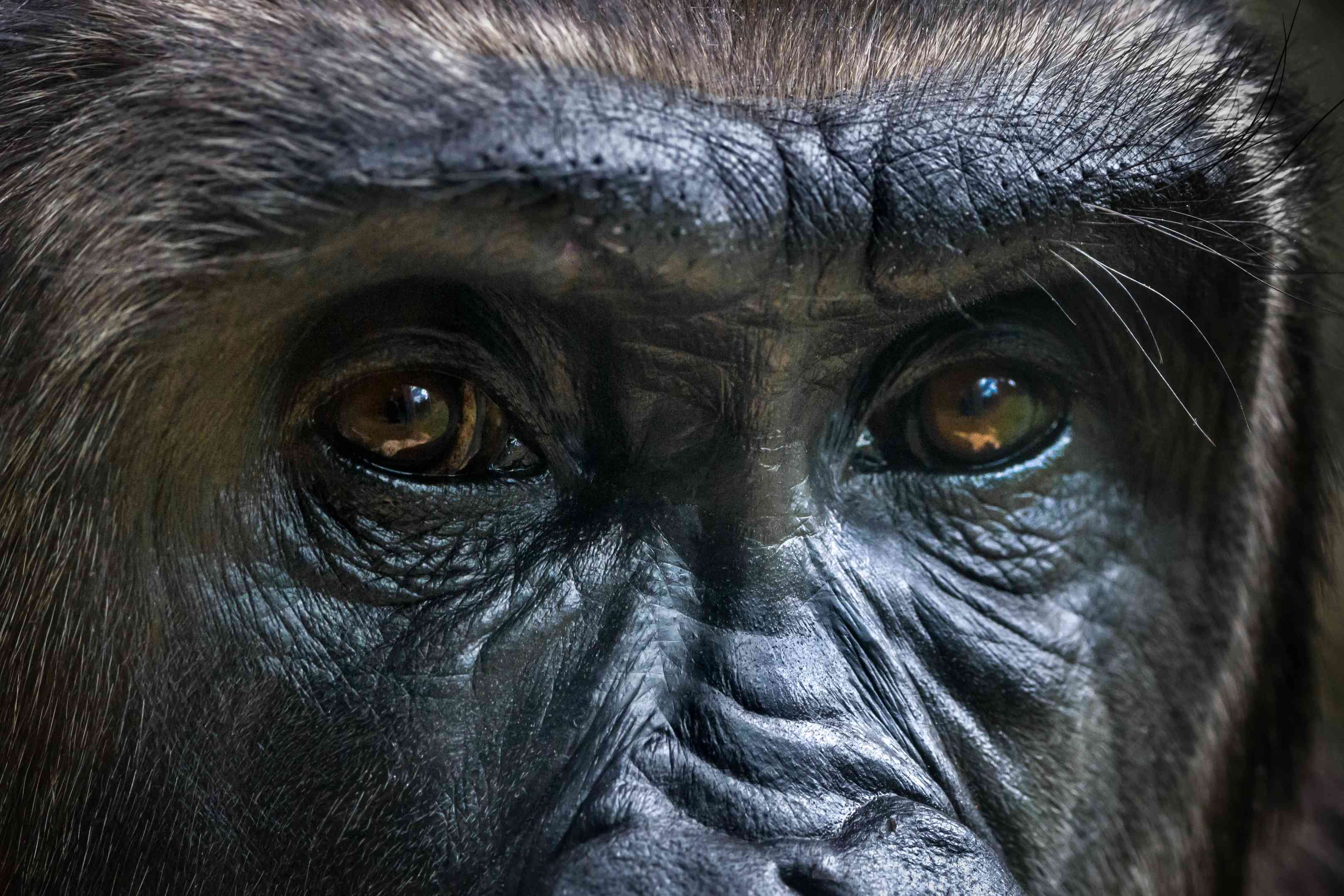 大猩猩的眼睛特写。