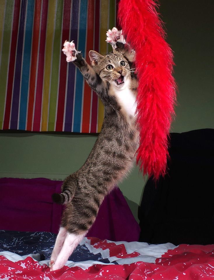 跳舞的小猫