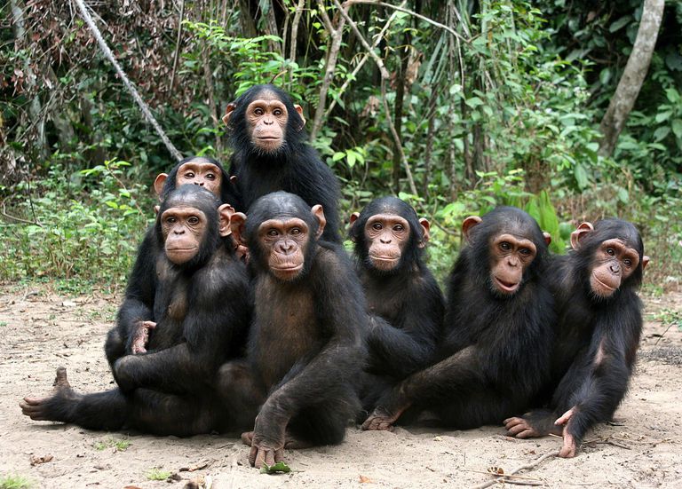 小组黑猩猩