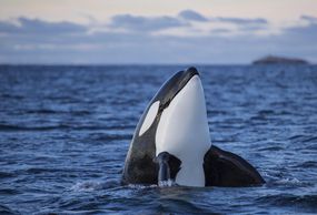 挪威Kaldfjorden水域中的逆戟鲸或杀手鲸“width=