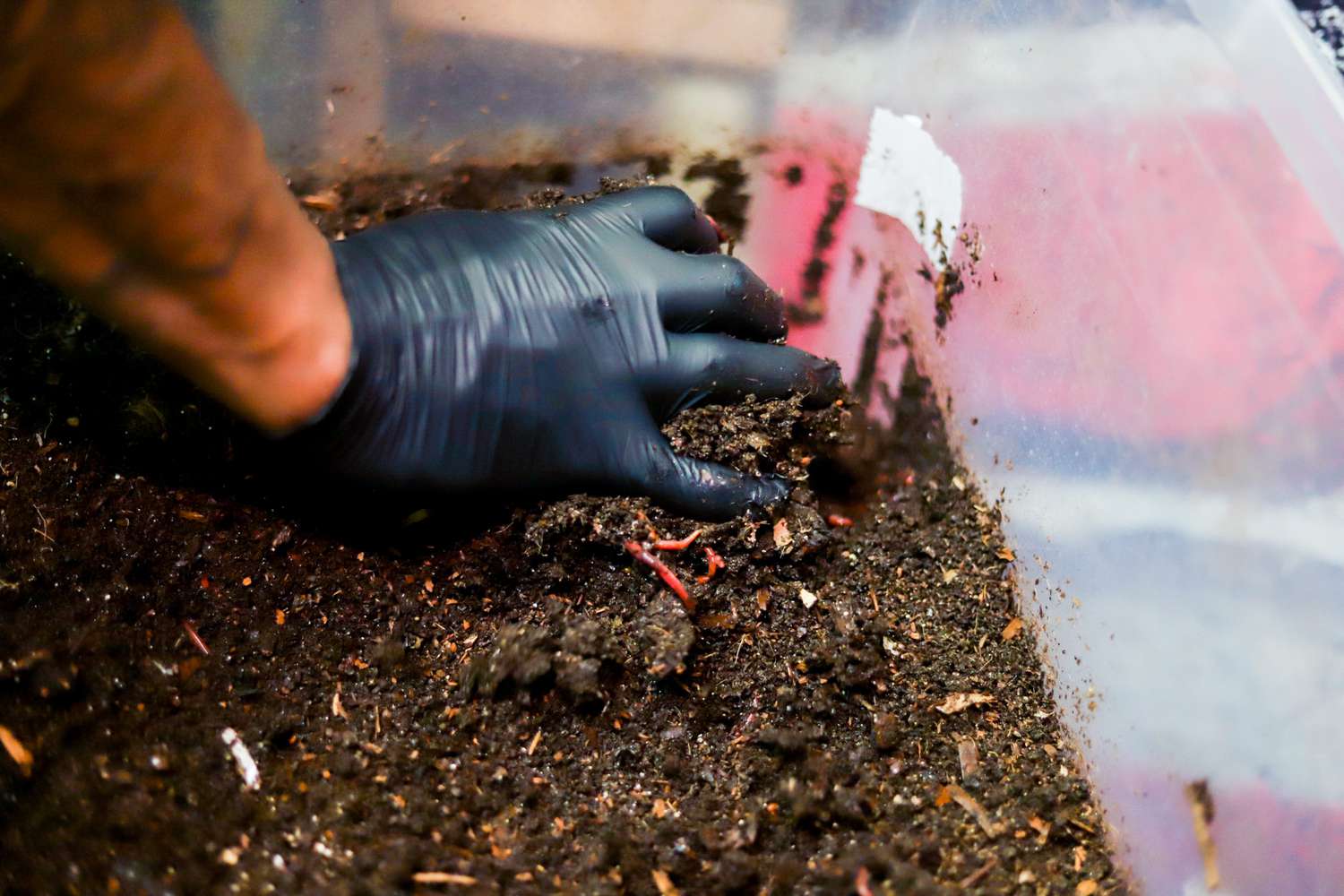 戴着手套的手将蠕虫和堆肥放入塑料箱中
