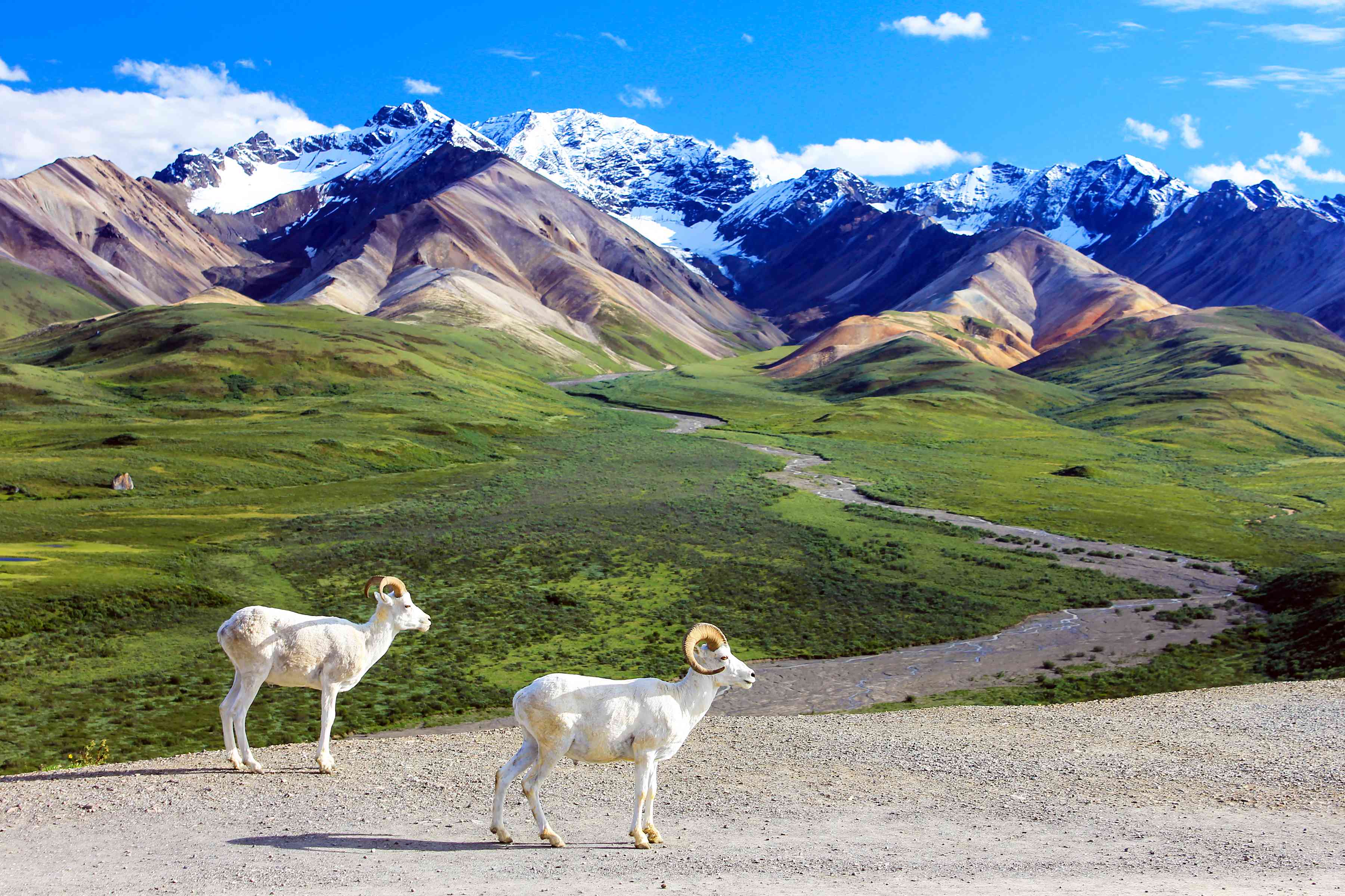 在德纳里国家公园，一对白色的达尔羊走在彩色观景台的小路上，旁边是绿色覆盖的低地和白雪覆盖的山脉，蓝天白云