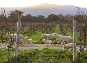 羊群在葡萄园里奔跑。